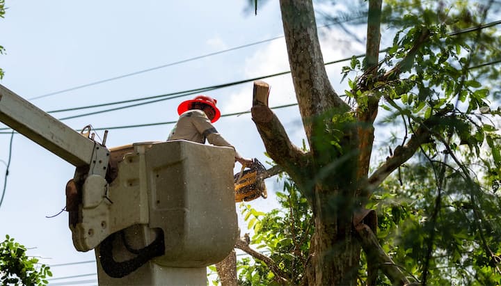 tree service tacoma