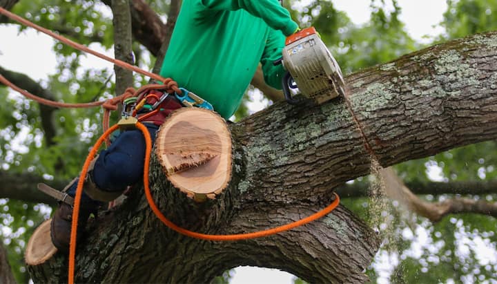 tree service tacoma