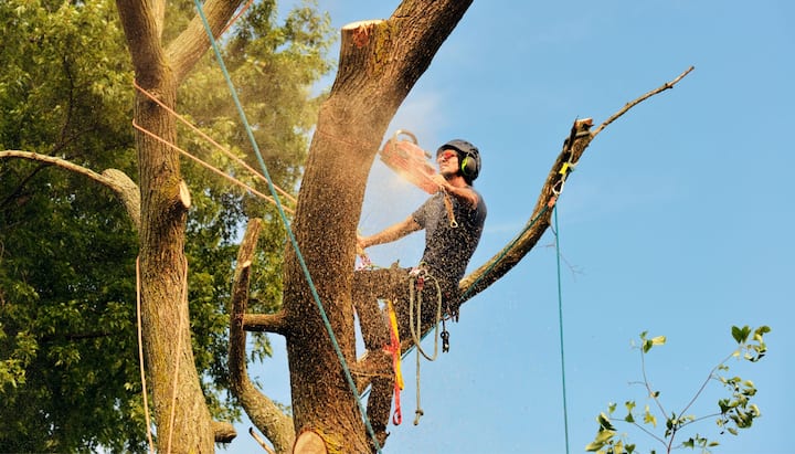 tree removal tacoma