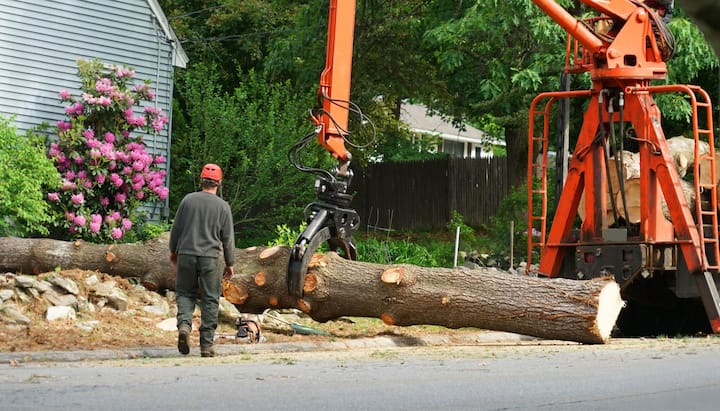 tree removal tacoma