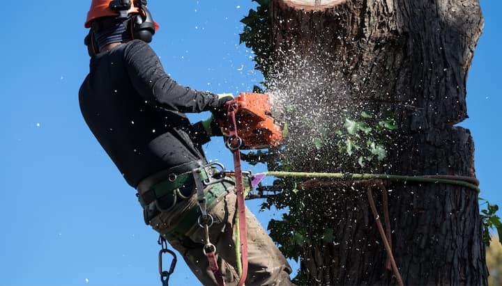 tree removal tacoma